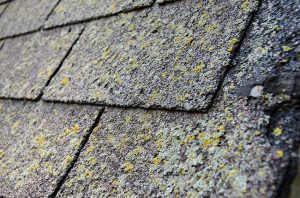 Five Common Problems in Roof Repair and How to Identify Them